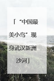 “中国最美小鸟”现身武汉新洲沙河