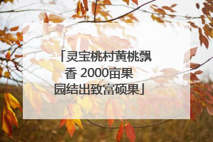 灵宝桃村黄桃飘香 2000亩果园结出致富硕果
