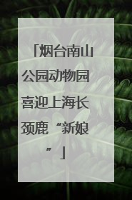 烟台南山公园动物园喜迎上海长颈鹿“新娘”