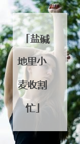 盐碱地里小麦收割忙