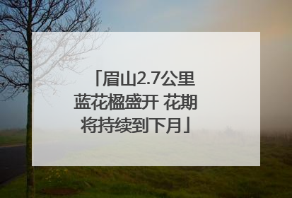 眉山2.7公里蓝花楹盛开 花期将持续到下月