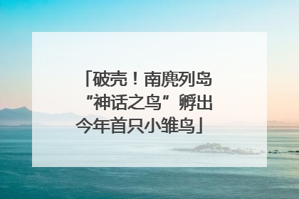 破壳！南麂列岛“神话之鸟”孵出今年首只小雏鸟