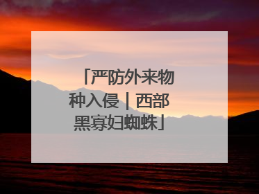 严防外来物种入侵｜西部黑寡妇蜘蛛