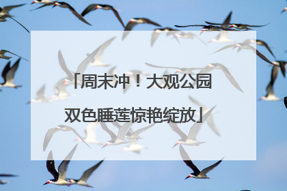 周末冲！大观公园双色睡莲惊艳绽放