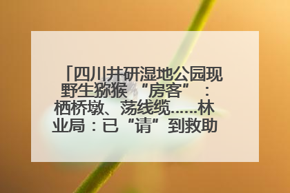 四川井研湿地公园现野生猕猴 “房客”：栖桥墩、荡线缆……林业局：已“请”到救助站，将放归自然