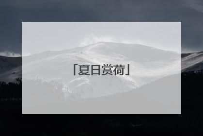 夏日赏荷