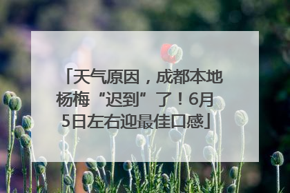 天气原因，成都本地杨梅“迟到”了！6月5日左右迎最佳口感