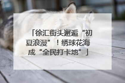 徐汇街头邂逅“初夏浪漫”！绣球花海成“全民打卡地”