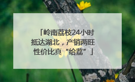 岭南荔枝24小时抵达湖北，产销两旺性价比真“给荔”