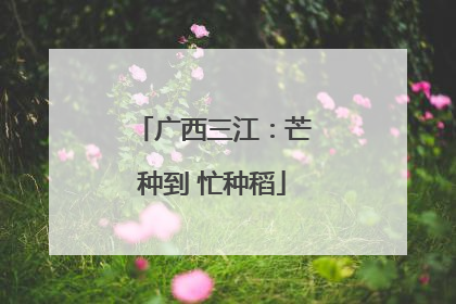 广西三江：芒种到 忙种稻