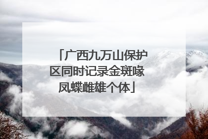 广西九万山保护区同时记录金斑喙凤蝶雌雄个体