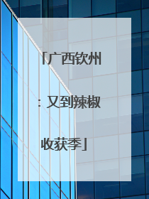 广西钦州：又到辣椒收获季
