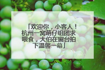 欢迎你，小客人！杭州一窝萌仔组团求喂食，大伯在窗台拍下温馨一幕