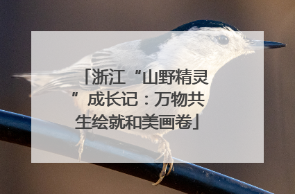 浙江“山野精灵”成长记：万物共生绘就和美画卷
