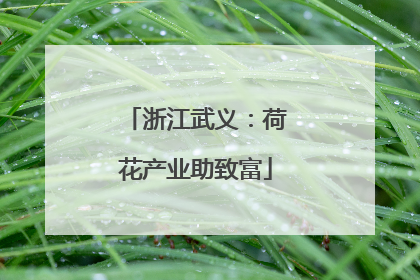 浙江武义：荷花产业助致富