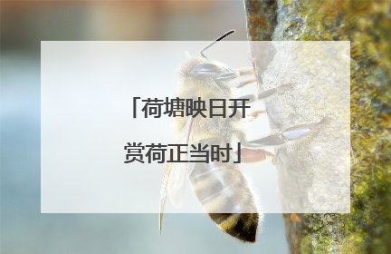 荷塘映日开 赏荷正当时