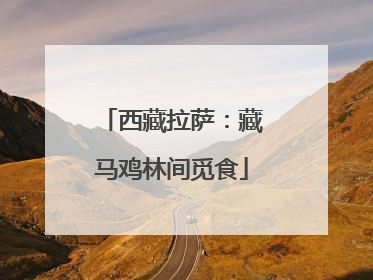 西藏拉萨：藏马鸡林间觅食