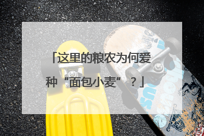 这里的粮农为何爱种“面包小麦”？