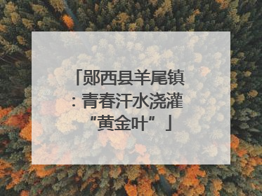 郧西县羊尾镇：青春汗水浇灌“黄金叶”