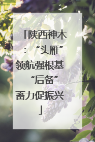 陕西神木：“头雁”领航强根基 “后备”蓄力促振兴