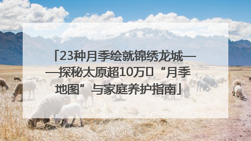 23种月季绘就锦绣龙城——探秘太原超10万㎡“月季地图”与家庭养护指南